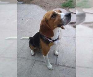 Tika - Female Beagle Dog for Adoption - Photo #5