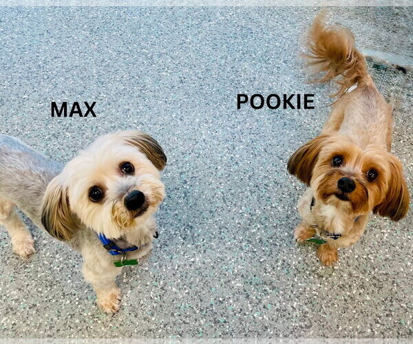 Medium Photo #2 Maltese-Unknown Mix Puppy For Sale in Mission Viejo, CA, USA