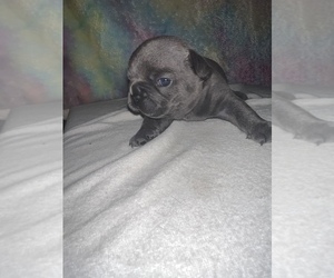 French Bulldog Puppy for Sale in LYONS, Indiana USA