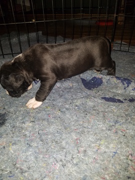 Medium Photo #9 American Pit Bull Terrier Puppy For Sale in GRIFFIN, GA, USA