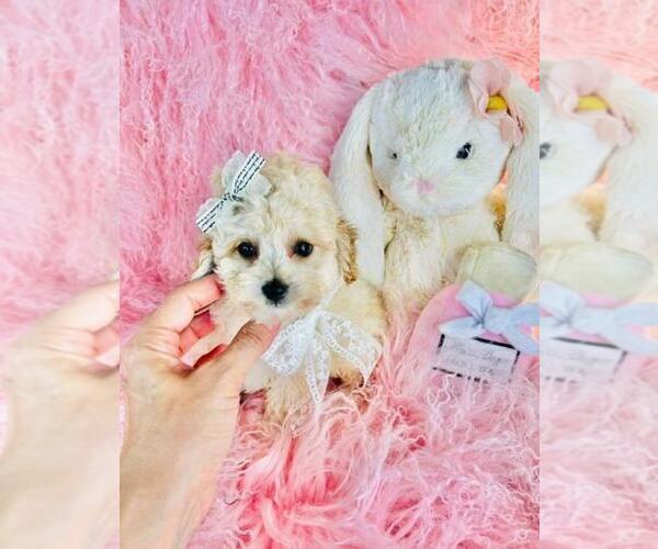 Medium Photo #23 Poodle (Toy) Puppy For Sale in MIAMI, FL, USA