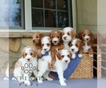 Small #1 Goldendoodle (Miniature)