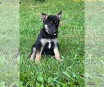 Small #7 Doberman Pinscher-German Shepherd Dog Mix