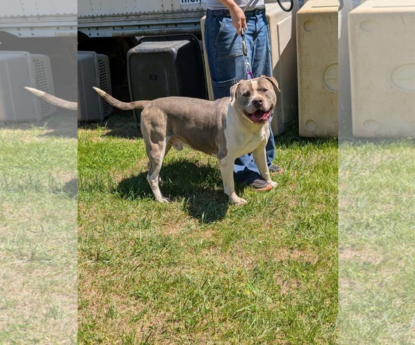 Medium Photo #1 Mutt Puppy For Sale in Rustburg, VA, USA