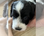 Small Photo #9 Aussiedoodle Miniature  Puppy For Sale in GILBERT, AZ, USA