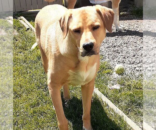 Medium Photo #6 Labrador Retriever-Unknown Mix Puppy For Sale in Sequim, WA, USA