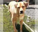 Small #5 Labrador Retriever Mix