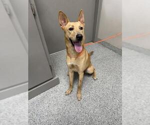 Carolina Dog-Unknown Mix Dogs for adoption in Pasadena, TX, USA