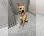Small Carolina Dog Mix