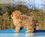 Small #34 ShihPoo
