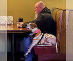 Small #21 American Pit Bull Terrier Mix