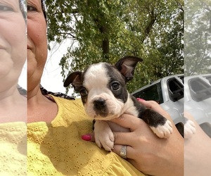 Boston Terrier Puppy for Sale in FREDONIA, Kansas USA