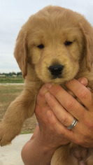 Labradoodle Puppy for sale in SANGER, CA, USA