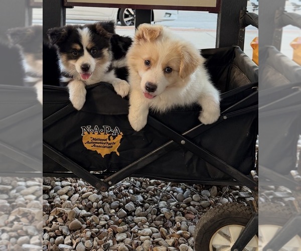 Medium Photo #4 Border-Aussie Puppy For Sale in GRANBURY, TX, USA