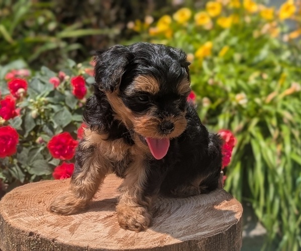 Medium Photo #47 Yorkipoo Puppy For Sale in GOSHEN, IN, USA