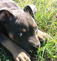 American Pit Bull Terrier Puppy for sale in COLS, GA, USA