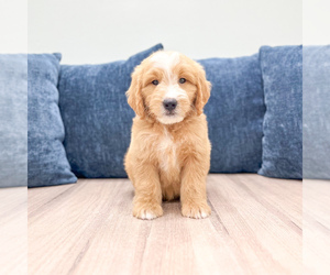 Medium Goldendoodle (Miniature)