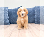 Puppy Loyal Goldendoodle (Miniature)