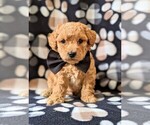 Small Photo #2 Poochon Puppy For Sale in CHRISTIANA, PA, USA
