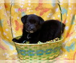 Small #2 Labrador Retriever Mix
