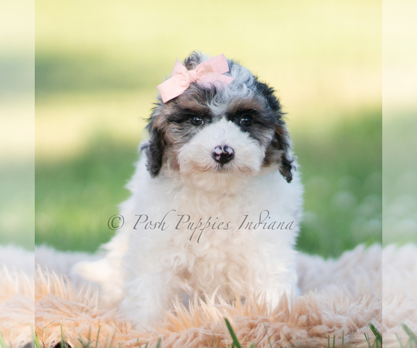 Medium Photo #4 Goldendoodle (Miniature) Puppy For Sale in WARSAW, IN, USA