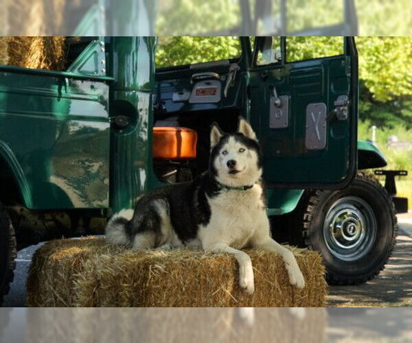 Medium Photo #1 Siberian Husky Puppy For Sale in Sacramento, CA, USA