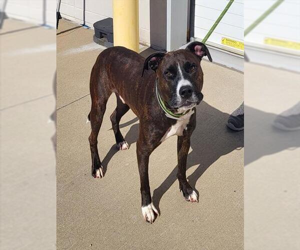 Medium Photo #1 Boxador Puppy For Sale in Louisville, KY, USA