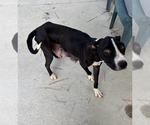 Small #1 American Pit Bull Terrier-Labrador Retriever Mix