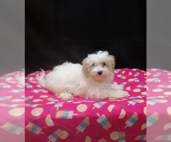 Medium Photo #1 Maltipoo (Miniature) Puppy For Sale in PATERSON, NJ, USA