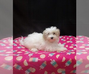 Maltipoo (Miniature) Puppy for sale in PATERSON, NJ, USA