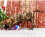 Small #4 Mastiff