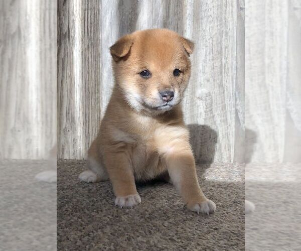 Medium Photo #5 Shiba Inu Puppy For Sale in SNOHOMISH, WA, USA