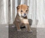 Small Photo #5 Shiba Inu Puppy For Sale in SNOHOMISH, WA, USA