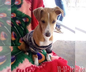 Italian Greyhound-Jack Russell Terrier Mix Dogs for adoption in Apple Valley, CA, USA