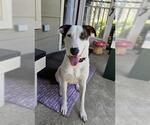 Small Labrador Retriever Mix