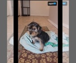Small #2 Yorkshire Terrier