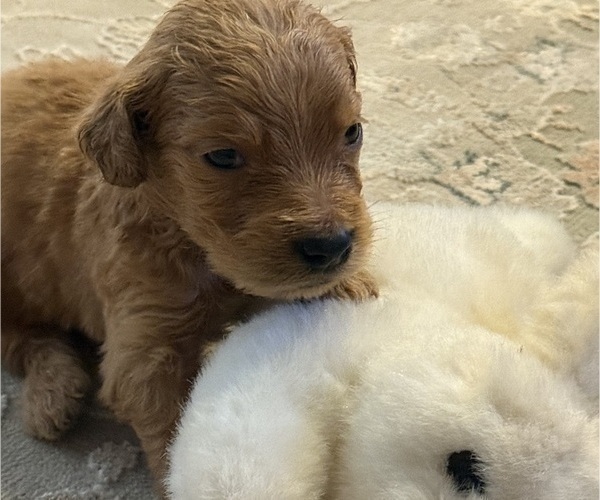 Medium Photo #14 Goldendoodle Puppy For Sale in PHOENIX, AZ, USA