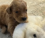 Small #1 Goldendoodle