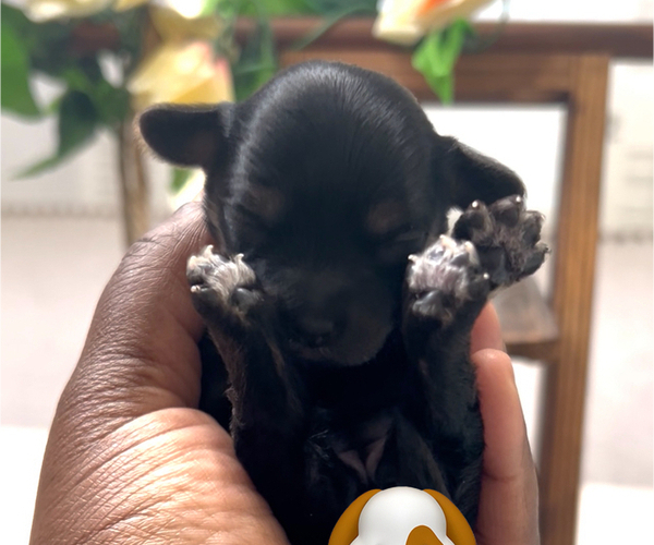 Medium Photo #2 YorkiePoo Puppy For Sale in MONTGOMERY VILLAGE, MD, USA