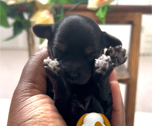 Medium YorkiePoo
