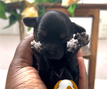 Puppy Midnight YorkiePoo