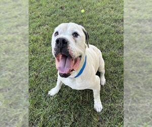 Mastiff-Unknown Mix Dogs for adoption in Riverside, CA, USA