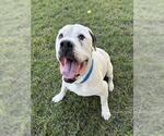 BAYMAX - Male Mastiff-Unknown Mix Dog for Adoption - Small photo