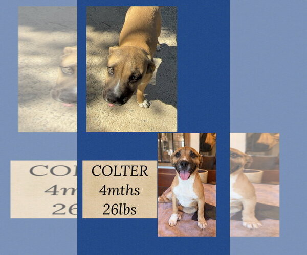 Medium Photo #2 Mutt Puppy For Sale in Woodbury, NY, USA