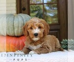 Small #3 Goldendoodle (Miniature)