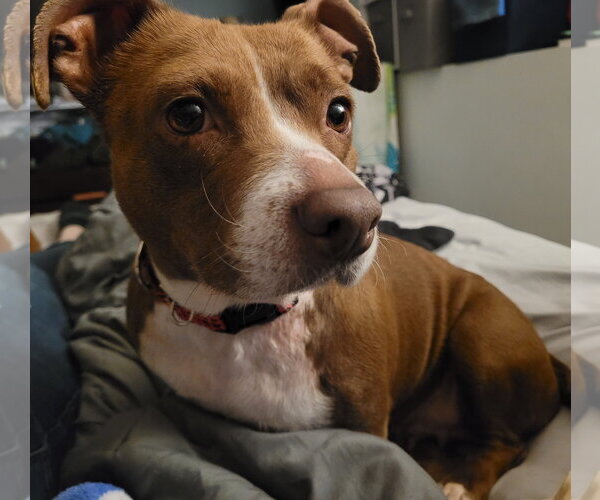 Medium Photo #2 Dachshund-Unknown Mix Puppy For Sale in Brooklyn Center, MN, USA