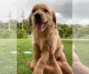 Golden Retriever Dog for Adoption in TAMPA, Florida USA