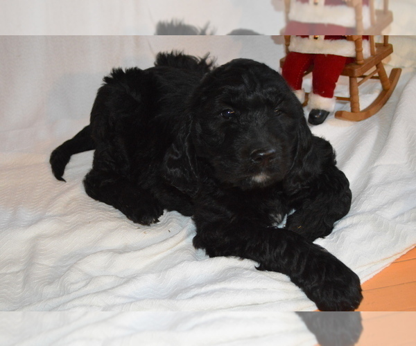 Medium Photo #5 Goldendoodle Puppy For Sale in CHILLICOTHE, OH, USA