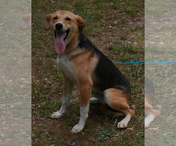 Medium Photo #6 German Shepherd Dog-Whippet Mix Puppy For Sale in Attalka, AL, USA