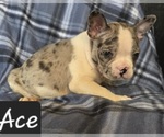 Small Photo #2 Faux Frenchbo Bulldog Puppy For Sale in POMEROY, OH, USA